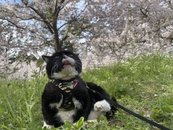 満開の桜に魅入られた猫の姿がTwitterで話題。