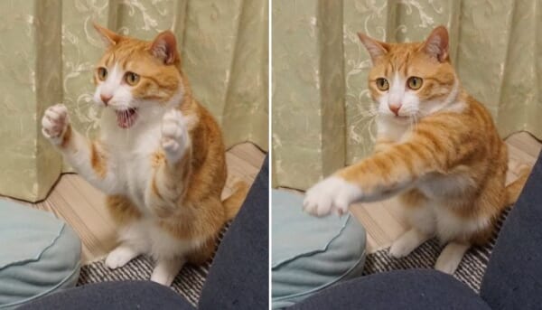 Twitter上で華麗なパンチを披露した猫が大反響。