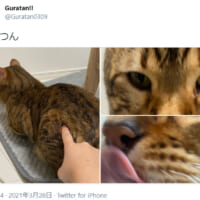 猫をつんつんしてみた飼い主の投稿が話題。