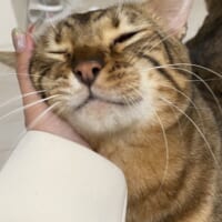 普段は飼い主が大好きなグラタンくん。