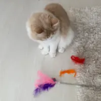 おもちゃが壊れてしょんぼり（こなつくんさん提供）