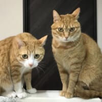 クウちゃんとは対照的に大人しい性格のカイちゃん。飼い主は猫2匹と生活しています。