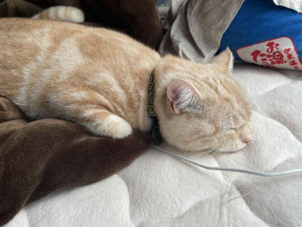 独特な体勢で眠る猫ちゃんがTwitterで話題。