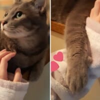 まるで腕を組んでいるかのように、飼い主の手を絡めとる猫の姿がTwitterで話題。