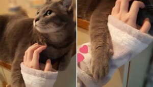 まるで腕を組んでいるかのように、飼い主の手を絡めとる猫の姿がTwitterで話題。