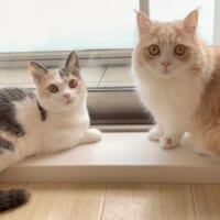 ただいまニャルソック中？猫隊員の様子が激写される。