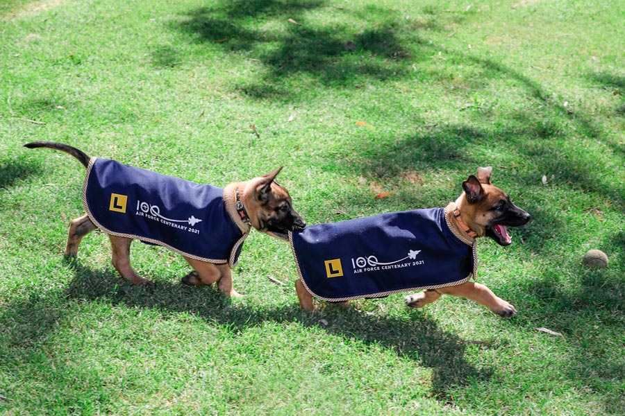 100周年記念の服を着た子犬たち（Image：Commonwealth of Australia）