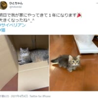 1年を経過した愛猫の姿がTwitterで話題。