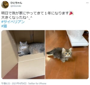 1年を経過した愛猫の姿がTwitterで話題。