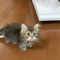 お出迎え当初の雷蔵くん。飼い主のたっぷりの愛情で大きく成長しました。