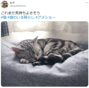 「春眠暁を覚えず」はどうやら猫の世界にもある模様。