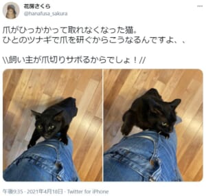 様々な木彫り猫を製作する彫刻家が愛猫との1枚を投稿。