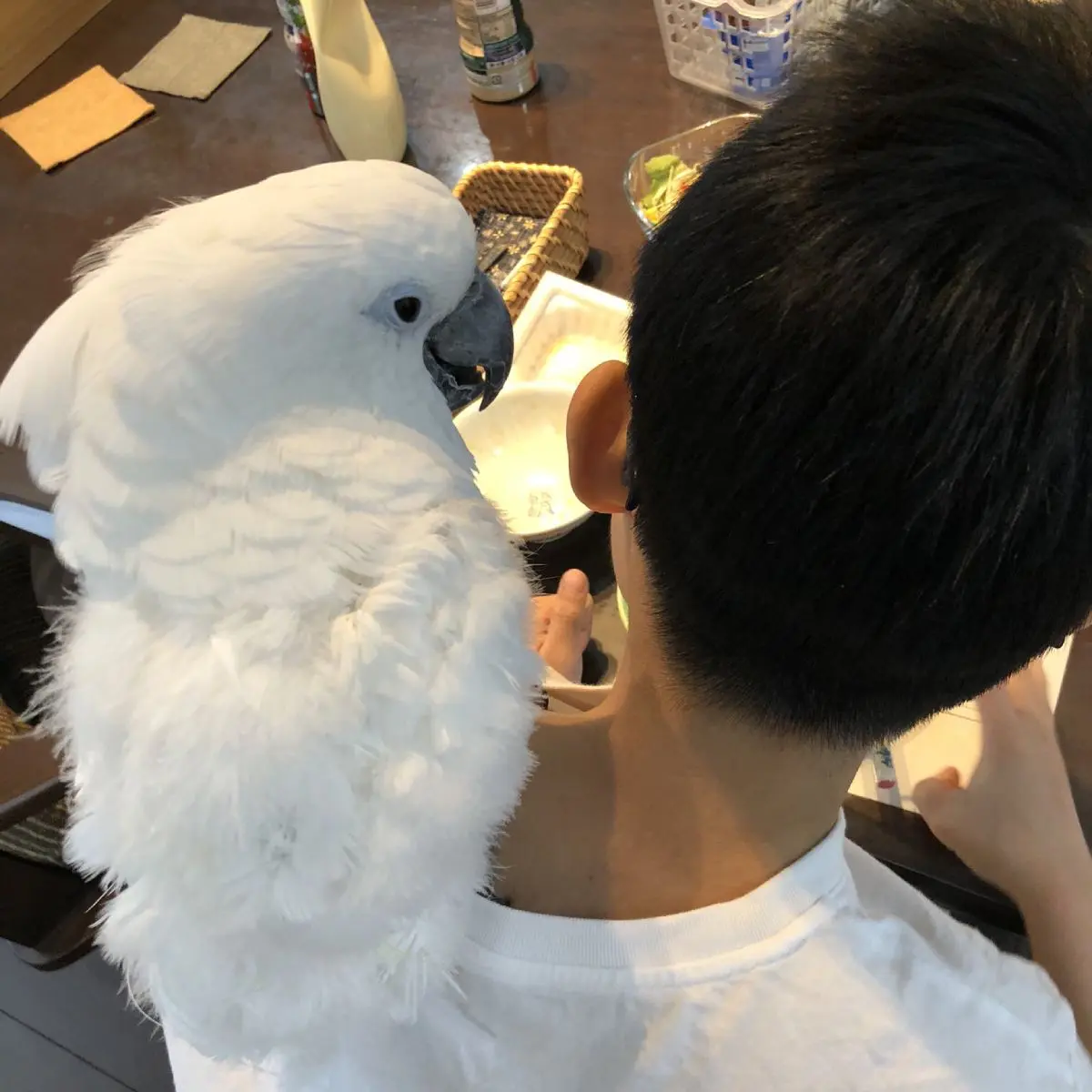 息子とは「子供同盟」を結んでいるという飼い主。シロちゃんも大切な「愛娘」。