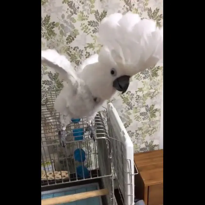 寝かしつけようとした瞬間、全身を開けっ広げになったシロちゃん。