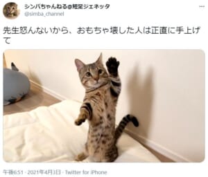 自らの悪事を素直に認めた猫の姿がTwitterで反響。