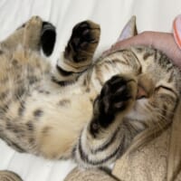 常に飼い主夫婦のそばを離れない甘えん坊体質のシンバくん。