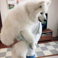 サモエドという犬種もあり、生後8か月ですでにビッグサイズのサニーくん。