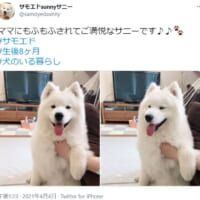 モフモフされてご満悦な表情のサモエドの表情が話題。