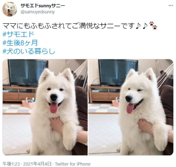 モフモフされてご満悦な表情のサモエドの表情が話題。