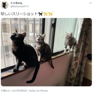 愛猫のスリーショット写真がTwitterで話題。