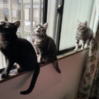 飼い主が珍しいと形容する飼い猫3匹そろい踏みのスリーショット。