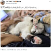 写真慣れした？猫ちゃんがTwitterに出現。