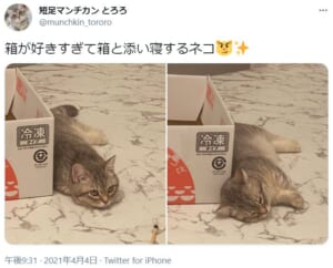 箱が好きすぎて添い寝をしてしまった子猫ちゃんの姿が話題。