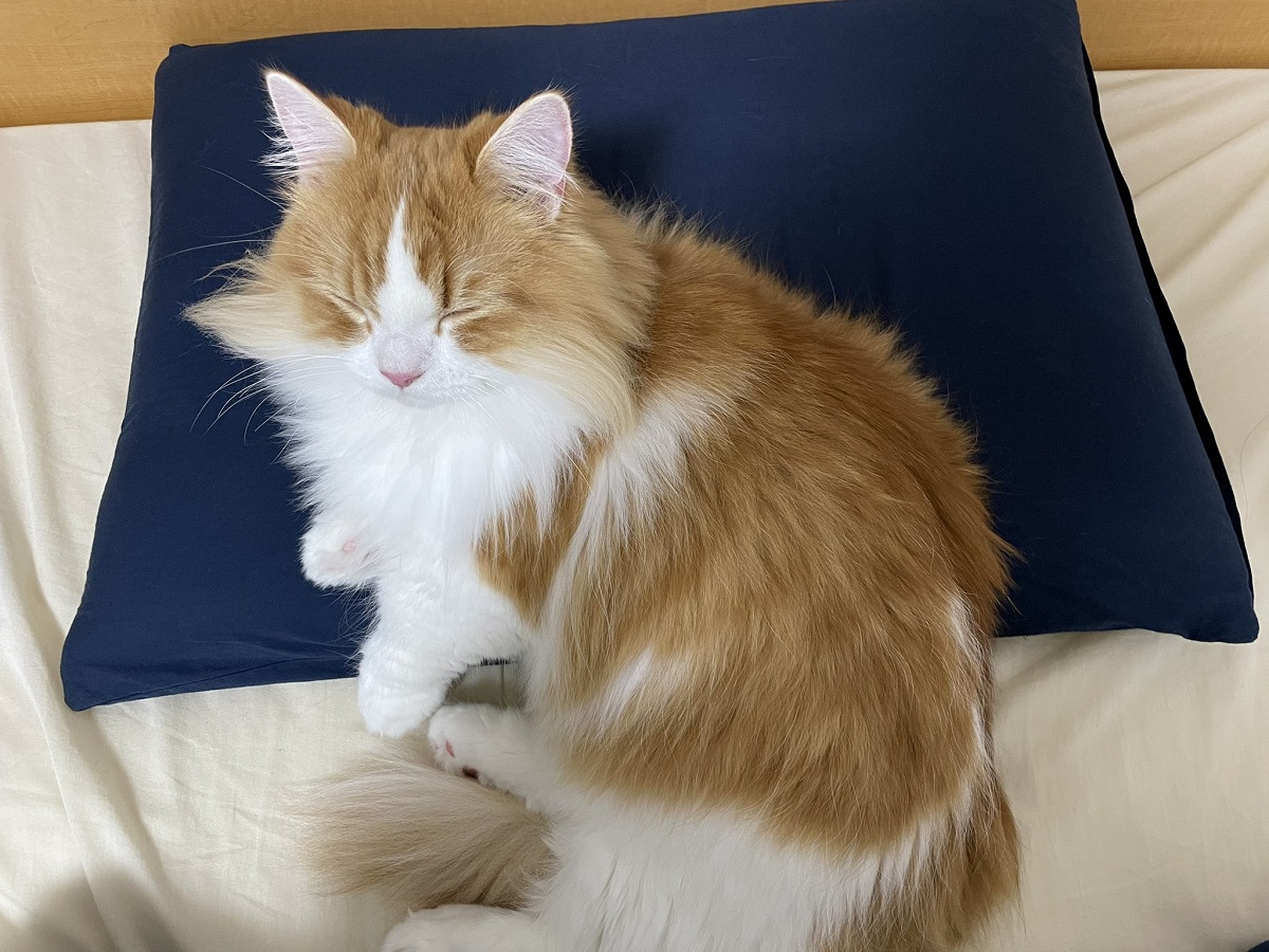 「寝る時は枕使う派です」　飼い主の枕を占領する猫