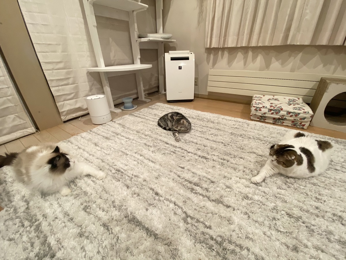 3匹の猫が「何か」をしているようすに想像かき立てられる　儀式？それともデュエル？