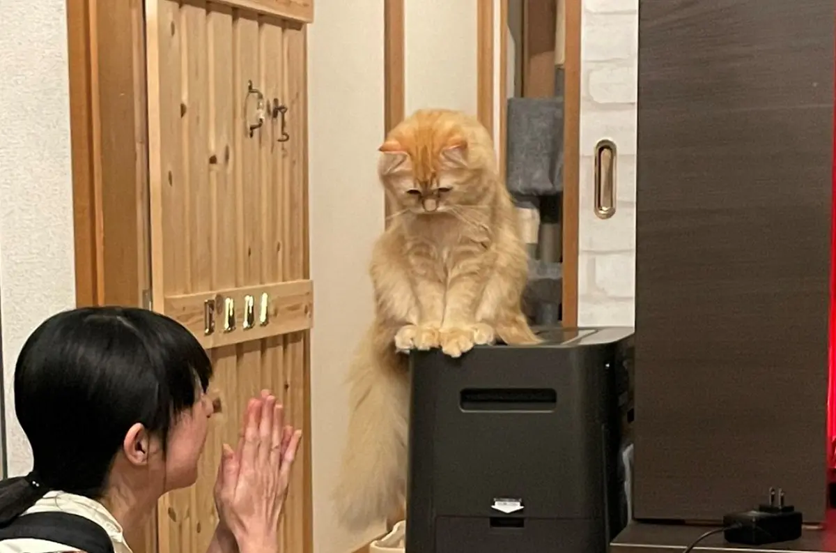 しょんぼり……全身から落ち込み伝わる凹み中の猫さん