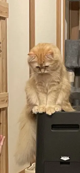 ラガマフィンのエマちゃん