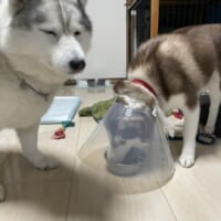 1匹がエリザベスカラーを付けているため、もう1匹が食べられなくなっています