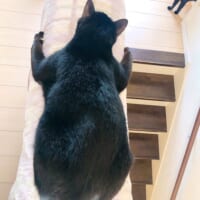 猫野四季さんの愛猫いぶきくん