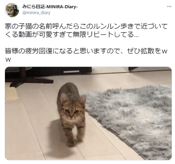 まるでアニメのワンシーン?ルンルン歩きを見事に再現した子猫の動画が話題