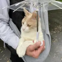 ミルくんは散歩が大好き