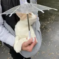 ミルくんの雨の日の散歩スタイル
