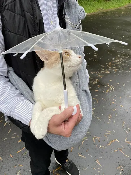 ミルくんの雨の日の散歩スタイル