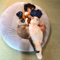 愛猫いなりくんとういろうくんの2匹がくっついて乗っていて、まるで掛け布団のように