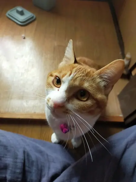 「ん？どうしたの？？」と言っているような顔で見つめるナナちゃん