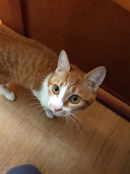 ナナちゃん