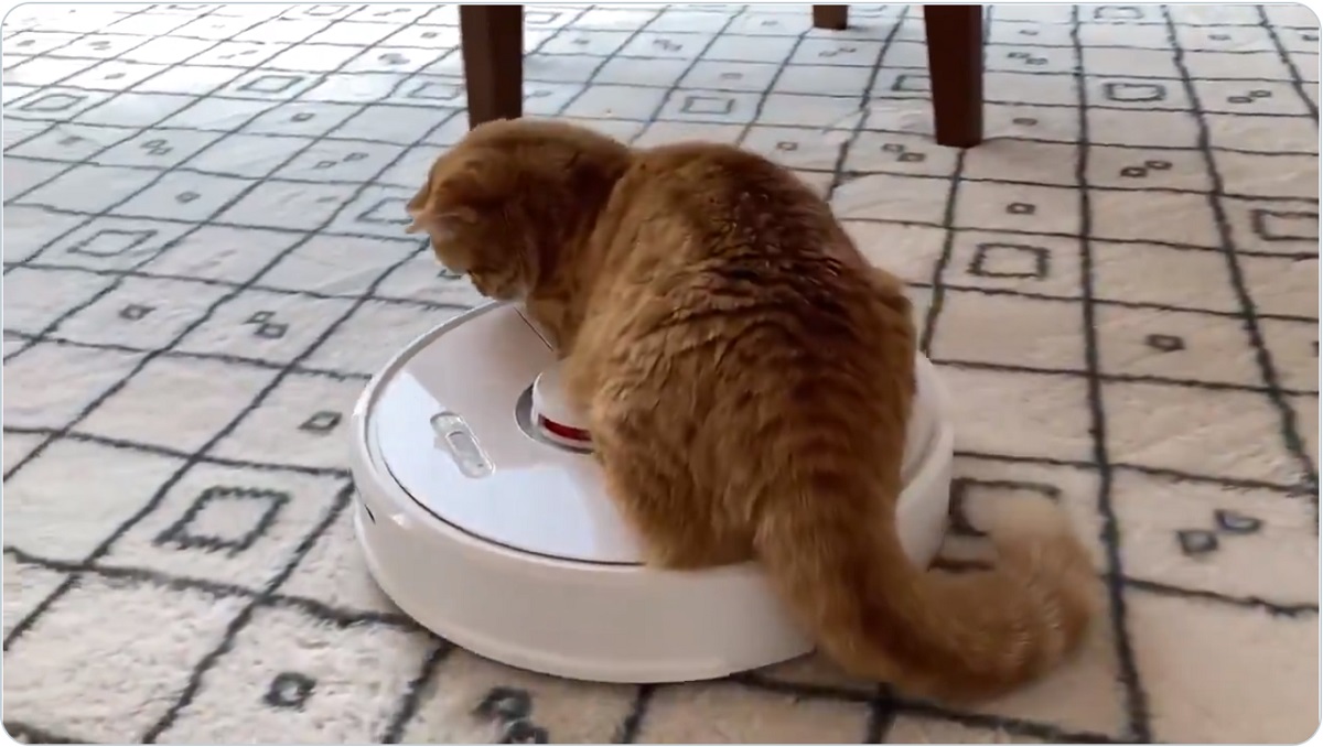 「デュクシ！」ロボット掃除機から思わぬしっぺ返しをくらう猫
