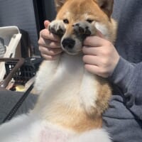 活発でやんちゃ、家の中でも暴れ回っていることが多いという柴犬の力（リキ）くん