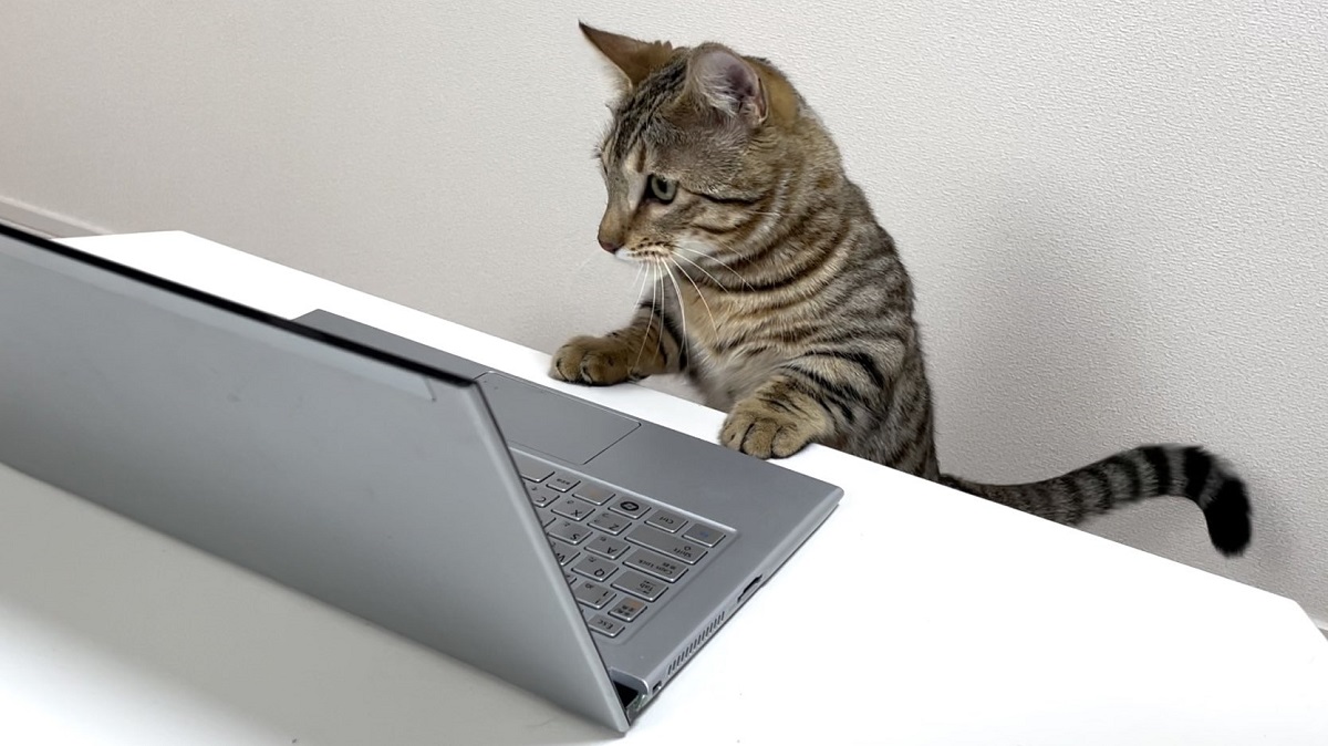 オンライン会議に参加した猫　良い案が出るかも？