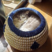 中で丸くなって眠るりつくん（すこ☆ねこ☆りつさん提供）