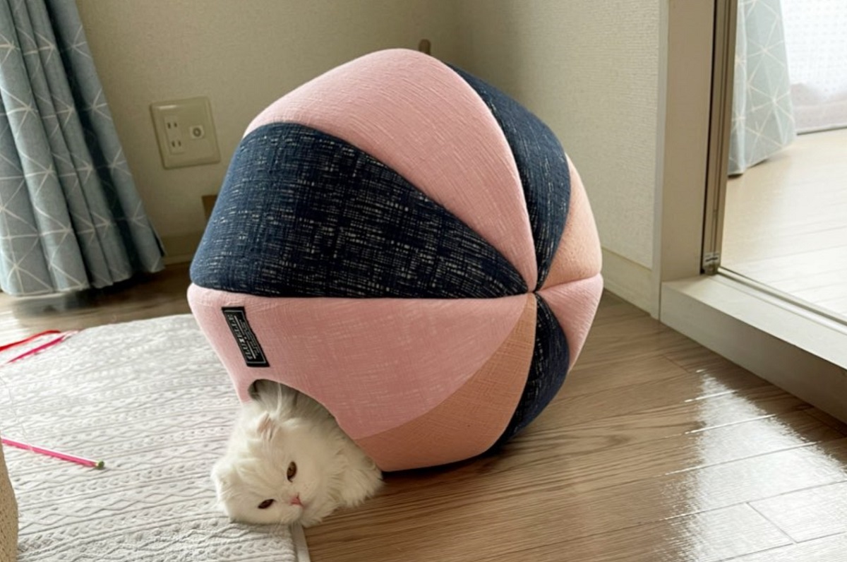 ボール型のベッドが気に入りすぎて巨大ヤドカリになってしまった猫