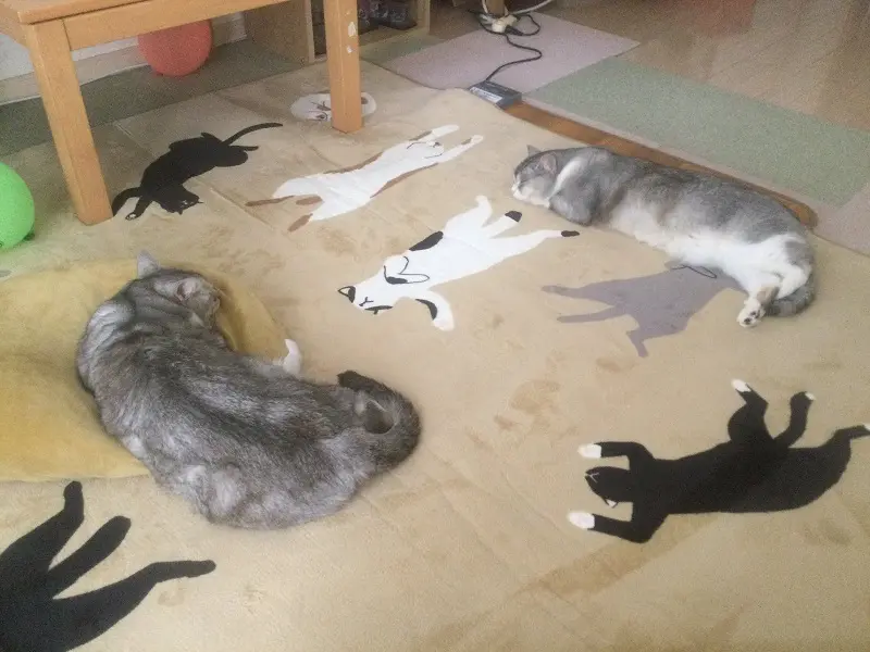 ラグに気持ち良さそうに転がっているランちゃんとルンちゃん