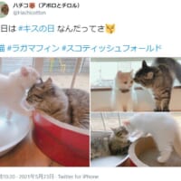 キスの日に投稿された愛猫のリア獣写真が話題。