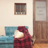 チロルくんとアポロくんはいずれもモフっとした成猫に。