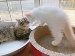 キスの日に投稿された愛猫のリア獣写真が話題。