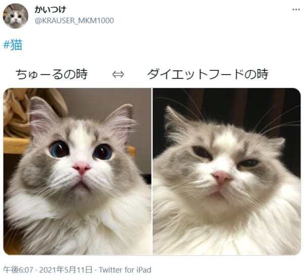「ある時」と「ない時」で露骨に表情を変える猫が話題。